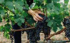 Post & Beam by Far Niente Napa Valley Cabernet Sauvignon Winery Image