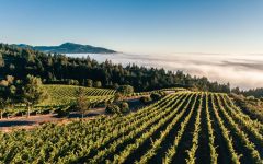 Mt. Brave Winery Image