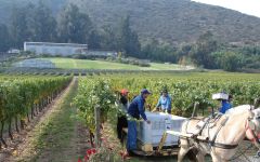 Odfjell Winery Image