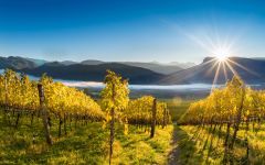J. Hofstatter Winery Image