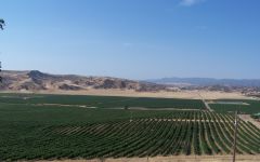 Pandemonium Winery Image