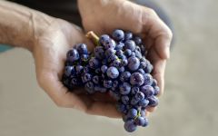 Charles Heidsieck A Bountiful Harvest Winery Image