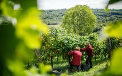 Santa Margherita Winery Image