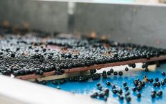 Merryvale Vineyards Table Sorter Winery Image