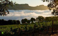 Seghesio Family Vineyards Fog Rolling through Rockpile Vineyards Winery Image