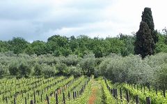 Cerbaia Winery Image