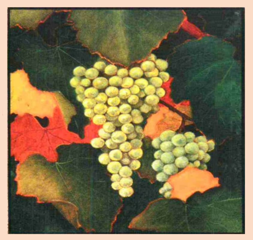 Maple Creek Winery Estate Chardonnay 2014 Front Label