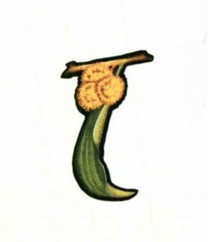 Wattle Creek Vintage Select Shiraz 2005 Front Label