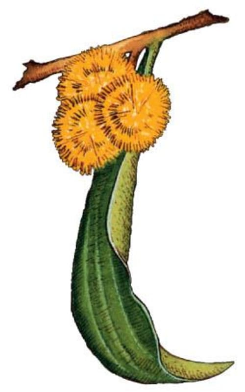 Wattle Creek Alexander Valley Viognier 2015 Front Label