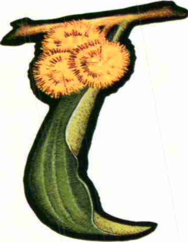 Wattle Creek Alexander Valley Shiraz 2006 Front Label