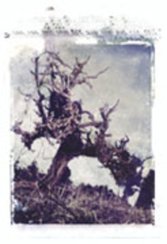 Two Hands Gnarly Dudes Shiraz 2003 Front Label