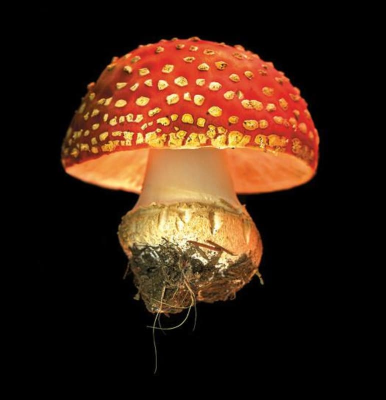 Eric Kent The Barrel Climber Grenache 2011 Front Label