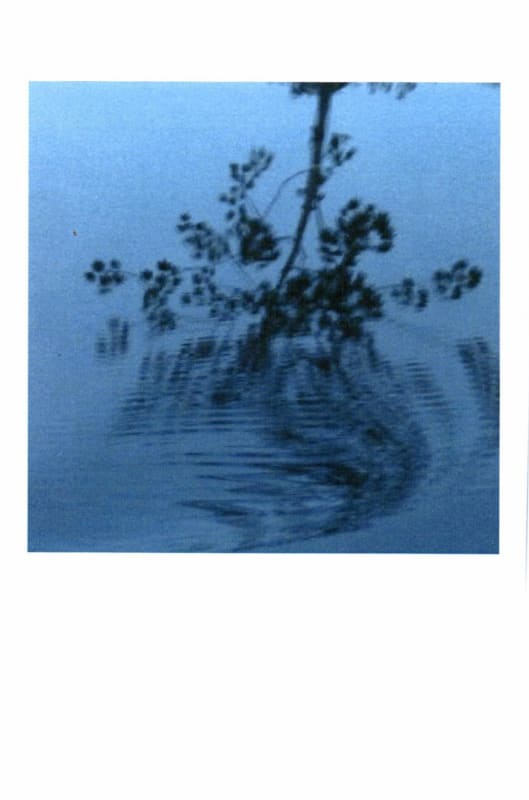 Sine Qua Non Piranha Waterdance Syrah 2015 Front Label