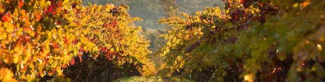 List Page Learn About Content Graphic