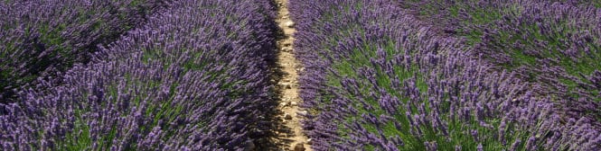 List Page Learn About Content Graphic