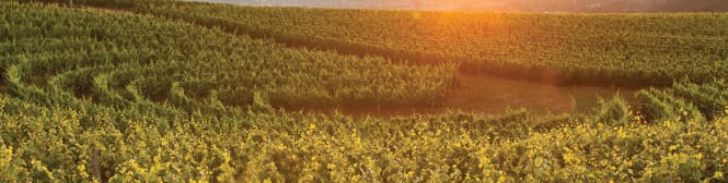 List Page Learn About Content Graphic