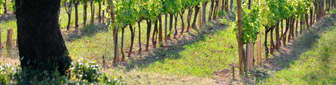 List Page Learn About Content Graphic