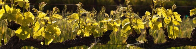 List Page Learn About Content Graphic