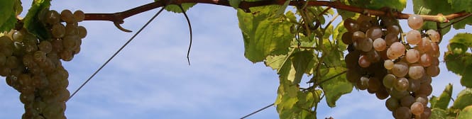 List Page Learn About Content Graphic