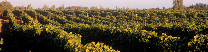 List Page Learn About Content Graphic