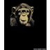 The Infinite Monkey Theorem 100th Monkey 2012 Front Label