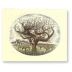 Robert Mondavi To-Kalon I Block Fume Blanc Reserve 2001 Front Label