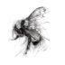 Big Table Farm The Wild Bee Chardonnay 2019 Front Label