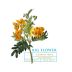 Botanica Wines Big Flower Cabernet Franc 2017 Front Label
