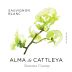 Alma de Cattleya Sauvignon Blanc 2021 Front Label