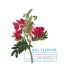 Botanica Wines Big Flower Cabernet Sauvignon 2020 Front Label