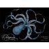 Precision Wine Co. Octopoda Cabernet Franc 2018 Front Label