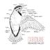 Hobo Wine Company Folk Machine Avian Science Carignane 2016 Front Label