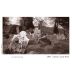 Owen Roe Lady Rosa Syrah 2007 Front Label