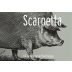 Scarpetta Pinot Grigio 2017 Front Label