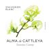 Alma de Cattleya Sauvignon Blanc 2017 Front Label