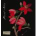 Botanica Wines Mary Delany Pinot Noir 2022 Front Label