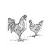 Big Table Farm Sunnyside Vineyard Pinot Noir 2022 Front Label