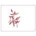Arnot-Roberts Fox Creek Vineyard Pinot Noir 2024 Front Label