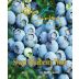 Keel and Curley Winery Sweet Blueberry Front Label