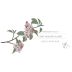 Long Meadow Ranch Rose of Pinot Noir 2016 Front Label