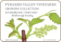 Pyramid Valley Riverbrook Riesling 2009 Front Label