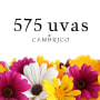 Bodega Cambrico Sierra de Salamanca 575 Uvas de Cambrico Vino de Calidad 2009 Front Label