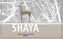 Shaya Shaya Verdejo 2013 Front Label