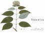 Antica Terra Botanica Pinot Noir 2008 Front Label