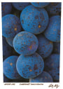 Aperture Alexander Valley Cabernet Sauvignon 2014 Front Label