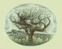 Robert Mondavi To Kalon I Block Fume Blanc 1998 Front Label