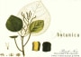 Antica Terra Botanica Pinot Noir 2009  Front Label
