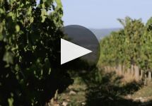 Mazzei Winery Video