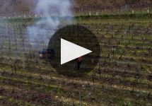 Bouchard Pere & Fils Winery Video