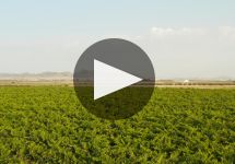 Bodegas La Purisma La Purisima Winery Video